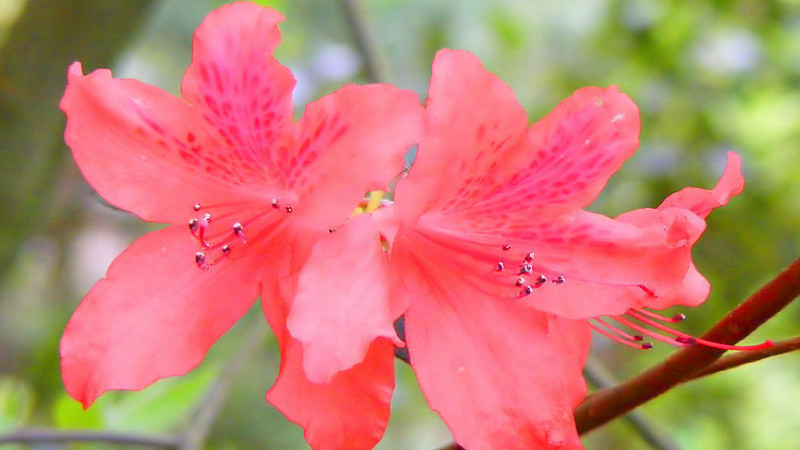 杜鵑花葉子干枯怎么救