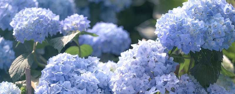 無盡夏繡球花能長多高