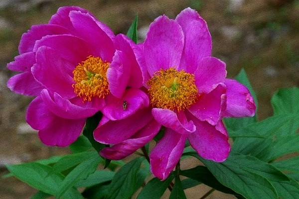 芍藥花盆栽深度