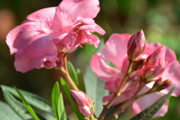 月季花為什么不能在家里養(yǎng)