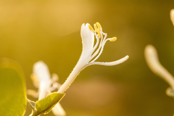 金銀花夏天或秋天掉葉子嗎