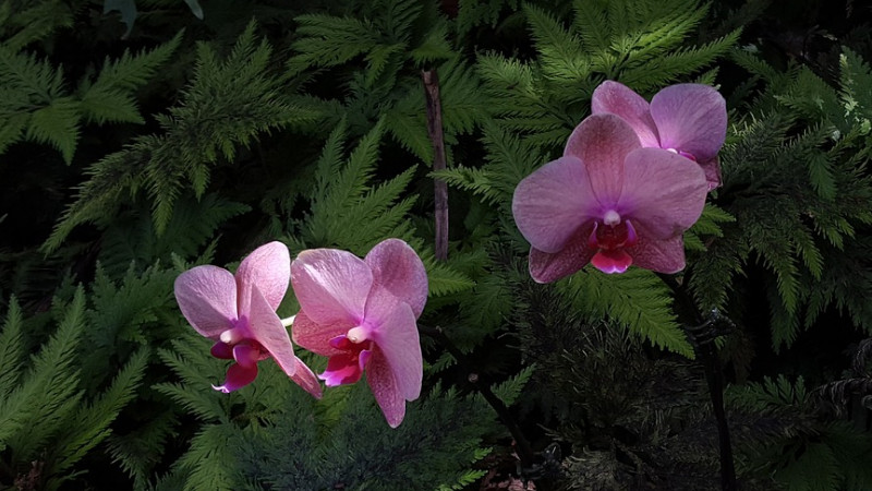 蝴蝶蘭春天開花嗎