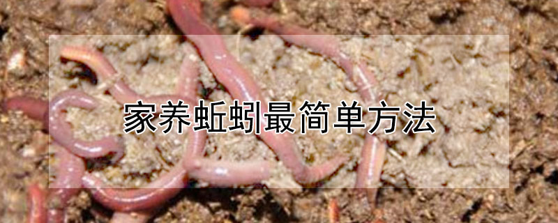 家養(yǎng)蚯蚓最簡單方法