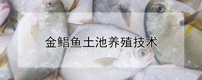 金鯧魚土池養殖技術