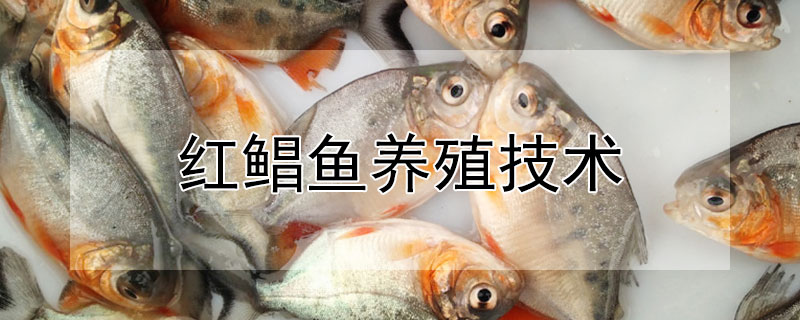 紅鯧魚養殖技術