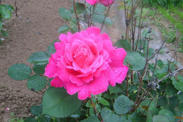 月季花夏季要遮陽嗎