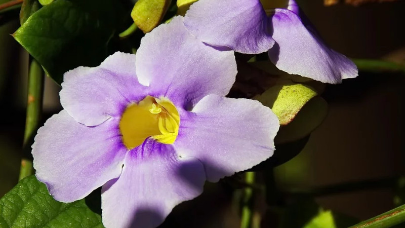 牽牛花怎么養家庭養法