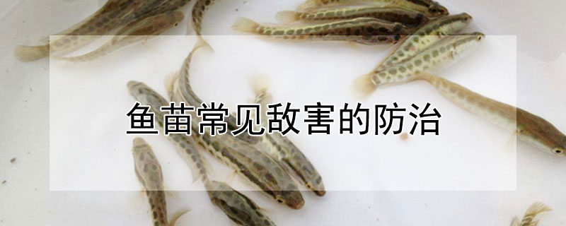 魚苗常見敵害的防治