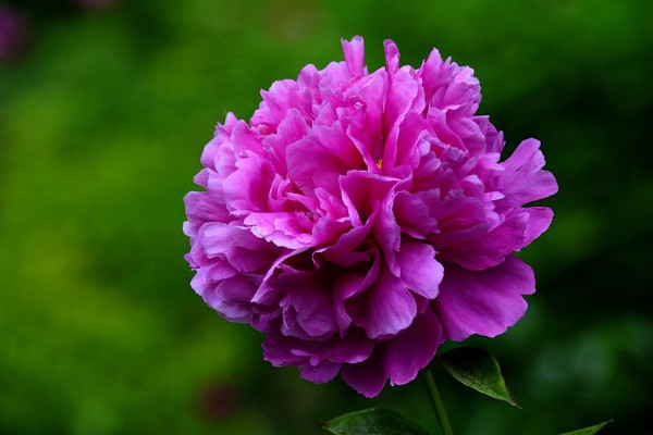 芍藥花移栽要露花芽嗎