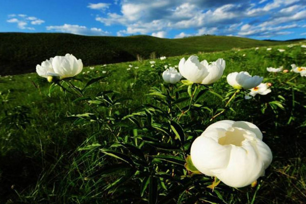 家里可以種芍藥花嗎