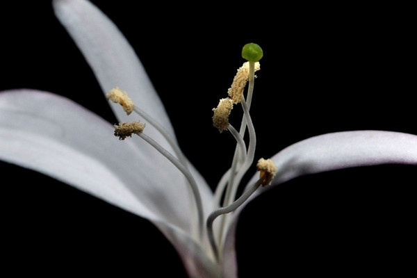 金銀花怎么種植好