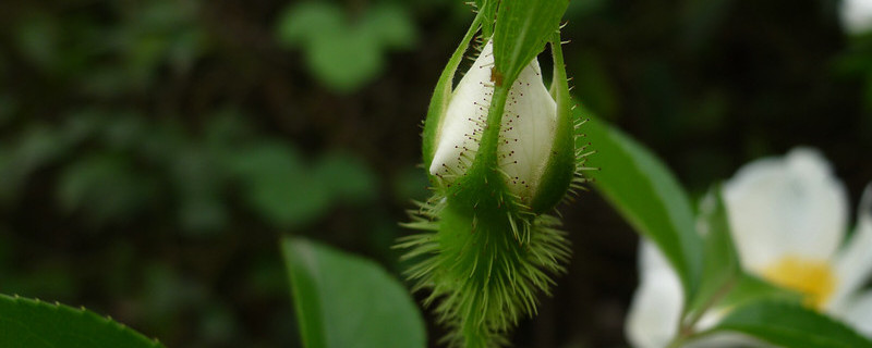 金櫻子花期