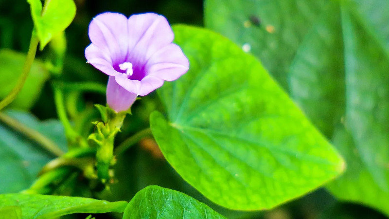 牽牛花結果了怎么辦