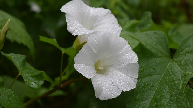 室外怎么養牽牛花