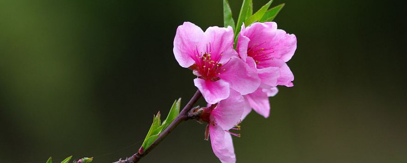 櫻花春天開嗎