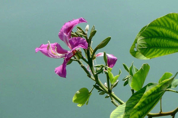 紫荊花的栽培與管理