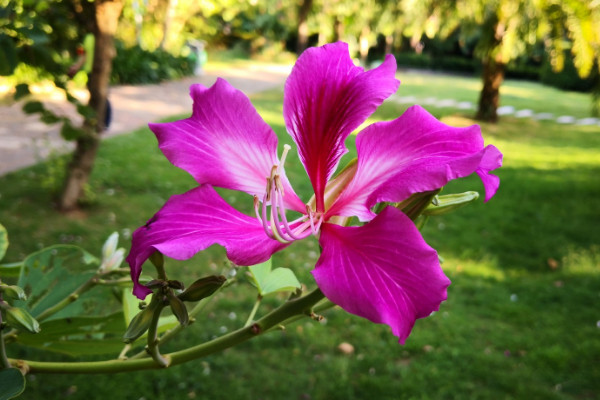 紫荊花夏天落葉怎么辦