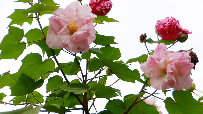 芙蓉花不開花怎么回事