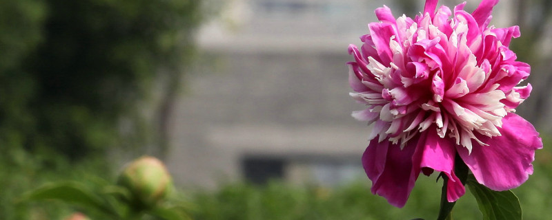 芍藥花夏季開(kāi)花嗎