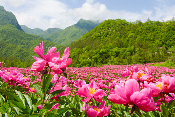 芍藥花夏季開(kāi)花嗎