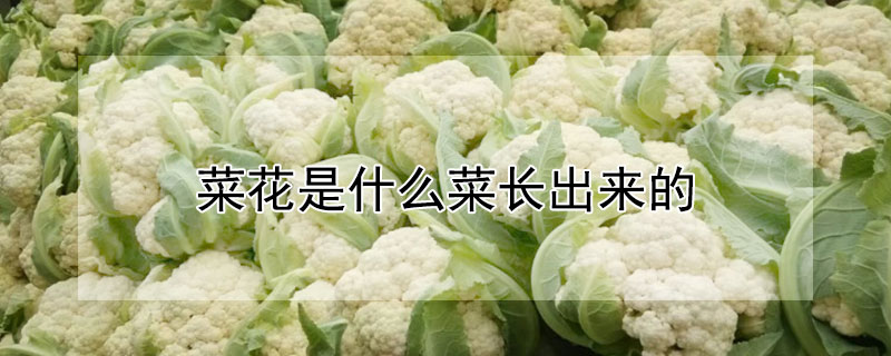 菜花是什么菜長出來的