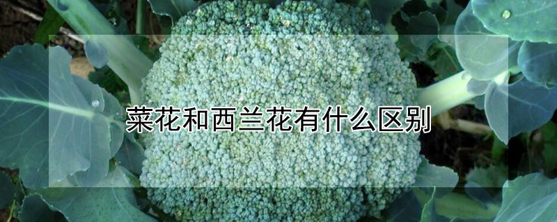 菜花和西蘭花有什么區別