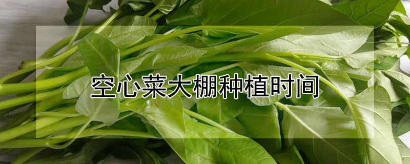 空心菜大棚種植時(shí)間