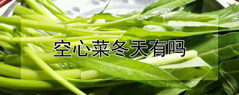 空心菜冬天有嗎