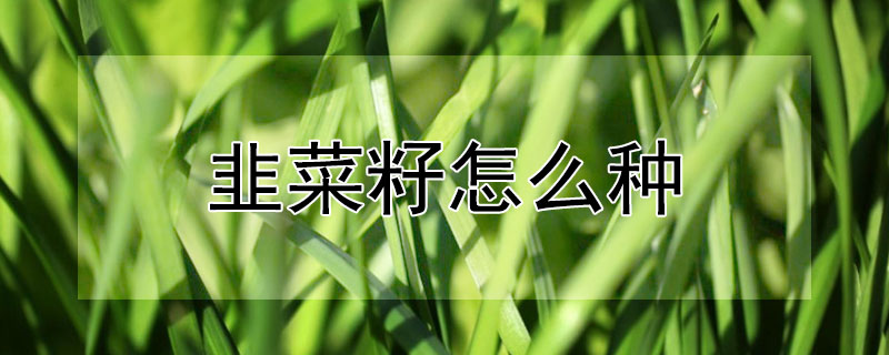 韭菜籽怎么種