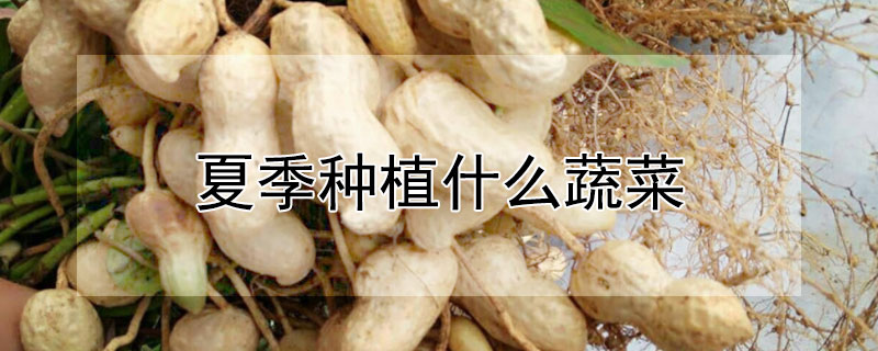 夏季種植什么蔬菜