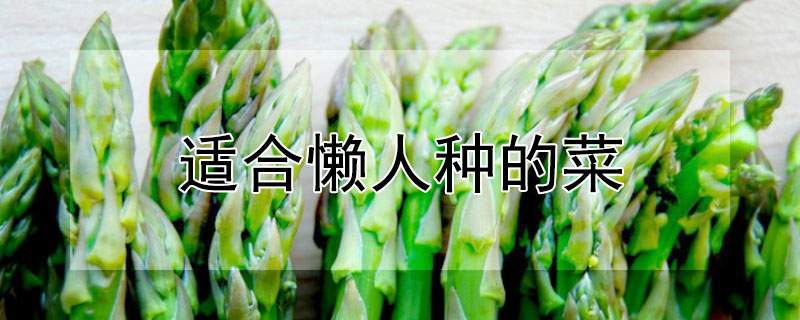 適合懶人種的菜