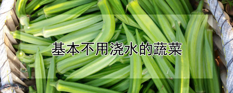 基本不用澆水的蔬菜