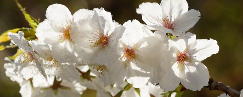 中國櫻花開花時間