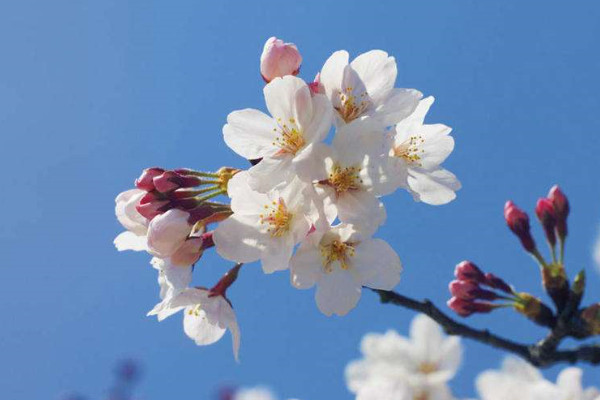 中國櫻花開花時間