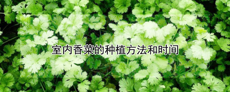 室內(nèi)香菜的種植方法和時(shí)間