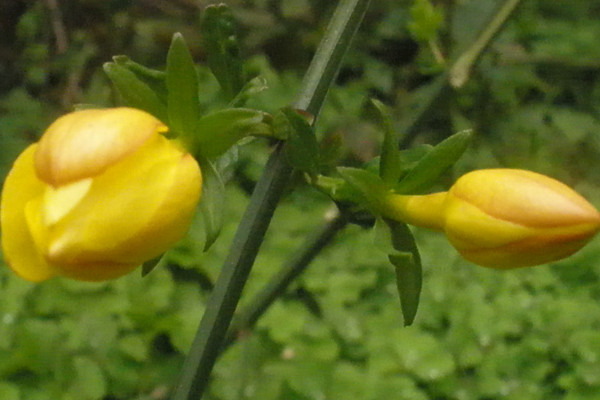 獨桿迎春花怎樣修剪