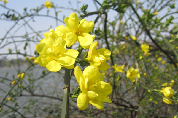 獨桿迎春花怎樣修剪