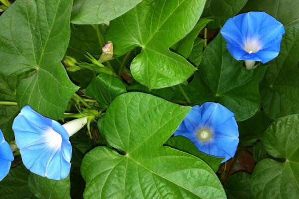 牽牛花根部葉子蔫了