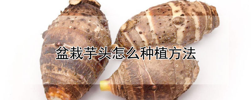 盆栽芋頭怎么種植方法