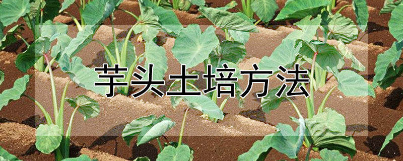 芋頭土培方法