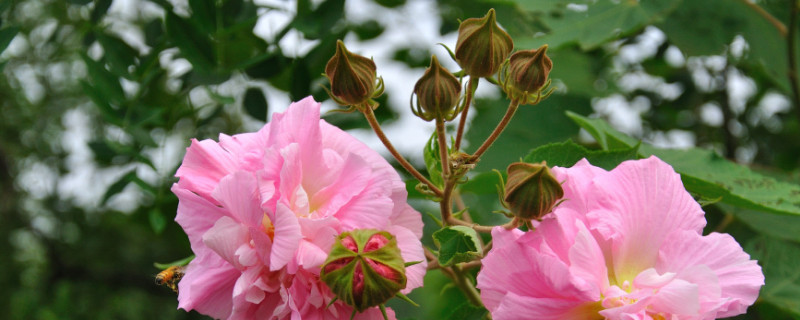 芙蓉花根部是露在花盆外的嗎