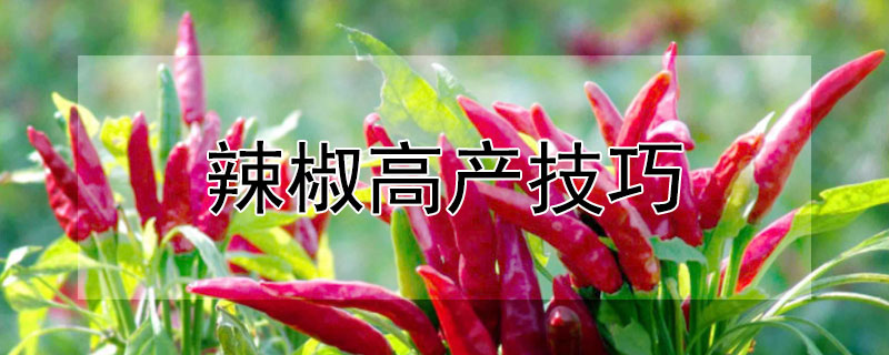 辣椒高產(chǎn)技巧