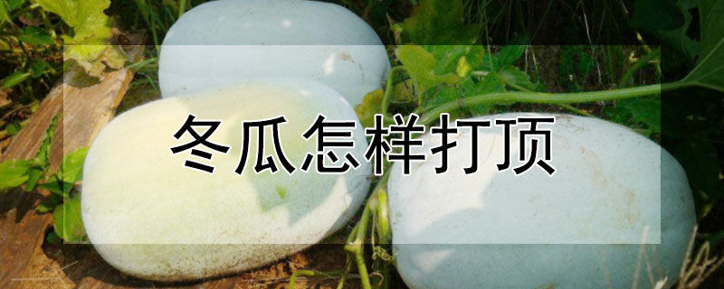 冬瓜怎樣打頂