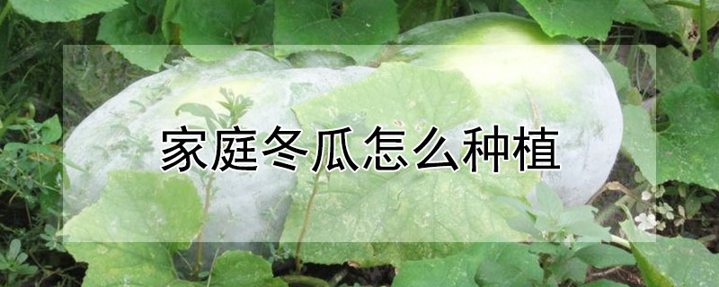 家庭冬瓜怎么種植