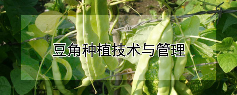 豆角種植技術與管理