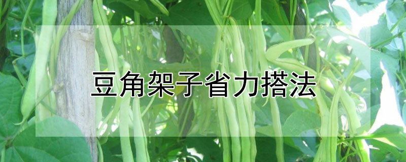 豆角架子省力搭法