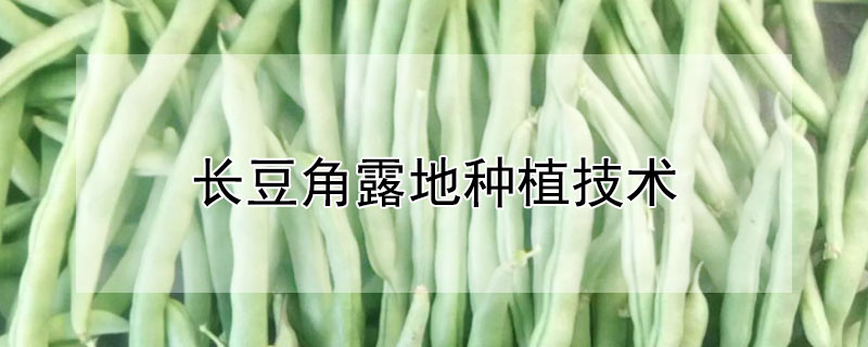 長豆角露地種植技術