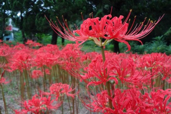 紅色彼岸花的花語是什么