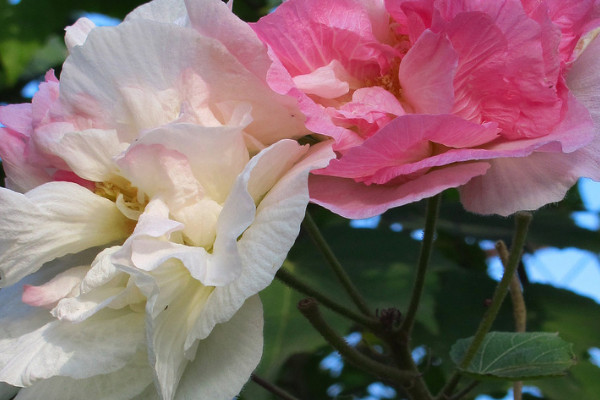 芙蓉花種子什么時候種