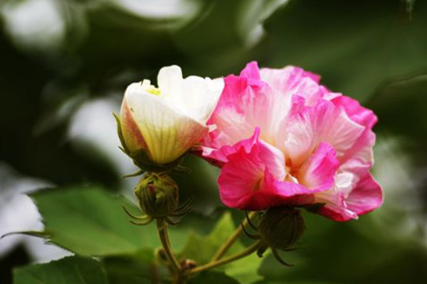 芙蓉花種子能用水泡嗎